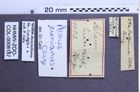 Etiketten zu Alaus zuniacus (NHMW-ZOO-COL-0008187)